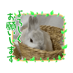 [LINEスタンプ] うさぎのココアくん。