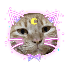 [LINEスタンプ] のりにゃ〜智くん