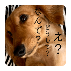 [LINEスタンプ] ーななちゃんスタンプー