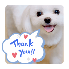 [LINEスタンプ] 可愛い犬のりり♡マルチーズ