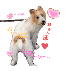[LINEスタンプ] ぱしゃちゃんスタンプ1