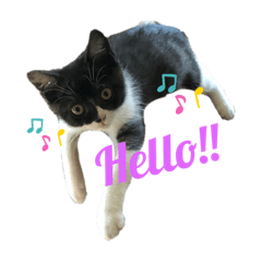 [LINEスタンプ] 我が家のハチワレ！？君