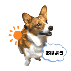 [LINEスタンプ] コーギーのウィル①