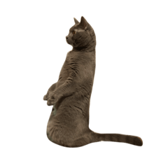 [LINEスタンプ] ニュートはネコ