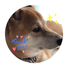 [LINEスタンプ] 柴犬すいちゃん