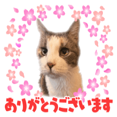 [LINEスタンプ] 猫のNalaと犬のSemper