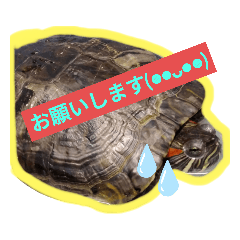 [LINEスタンプ] 【亀】スタンプ日常会話