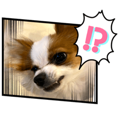 [LINEスタンプ] パピヨンのぴのちゃんスタンプ♡4