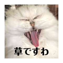 [LINEスタンプ] ペルシャ猫のマリー様