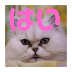 [LINEスタンプ] ペルシャ猫のスタンプ2