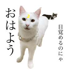 [LINEスタンプ] ふわもこにゃんず
