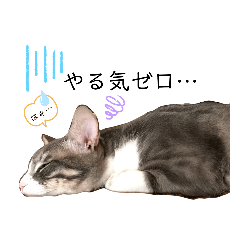 [LINEスタンプ] ネコと日常ことば