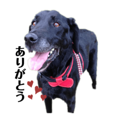 [LINEスタンプ] 愛犬ころんのスタンプ