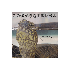 [LINEスタンプ] 気軽に使える亀くんのスタンプ