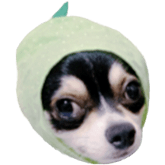 [LINEスタンプ] チャックはビッグチワワ