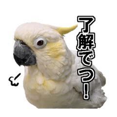 [LINEスタンプ] キバタンの写真スタンプ