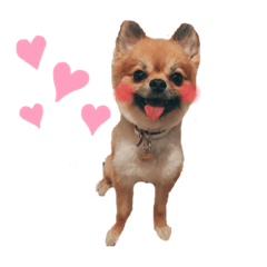[LINEスタンプ] ぽめちわのアンさん♡