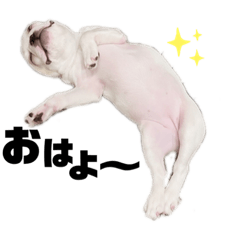 [LINEスタンプ] Bunchanスタンプ