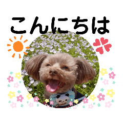 [LINEスタンプ] 蓮杏スタンプ2～我が家の愛犬～
