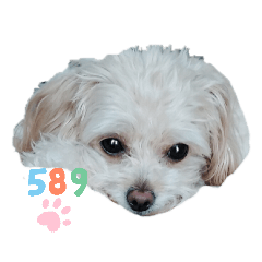 [LINEスタンプ] こはくのこはっとすたんぷ2