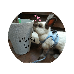 [LINEスタンプ] うさぎのクーちゃんスタンプ