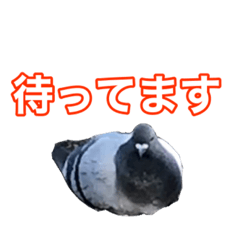 [LINEスタンプ] ピジョンちゃんスタンプ