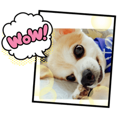 [LINEスタンプ] ほっこり犬 Tagalog-English