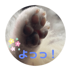 [LINEスタンプ] ぴのこスタンプ2