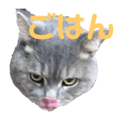 [LINEスタンプ] おしゃべりこてっこ