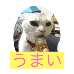 [LINEスタンプ] にゃんこスタンプにゃん☆
