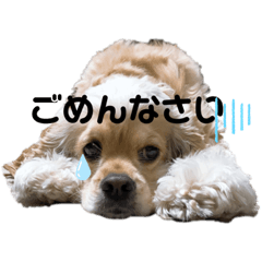 [LINEスタンプ] チワコッカー
