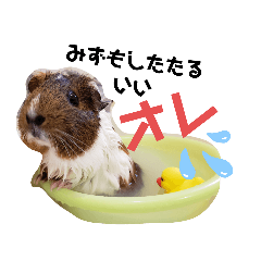 [LINEスタンプ] モルモットリオ