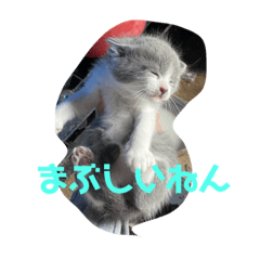 [LINEスタンプ] にゃぁのあんこさん