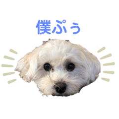 [LINEスタンプ] ぷぅたろうとたまにどこっち