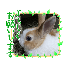 [LINEスタンプ] うさぎのmochaちゃん