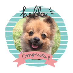 [LINEスタンプ] おデブポメラニアン・もかの日常