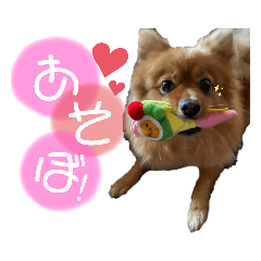 [LINEスタンプ] ポメつめあわせスタンプ