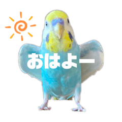 [LINEスタンプ] セキセイインコ(そらとゆめ)のスタンプ