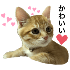 [LINEスタンプ] チャーの毎日
