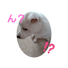 [LINEスタンプ] はる、頑張る