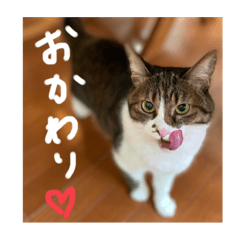 [LINEスタンプ] モカの写真スタンプ♡