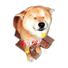 [LINEスタンプ] ワンコ会話
