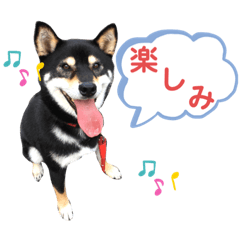 [LINEスタンプ] 我が家のビビりイケメン！？の黒柴くん