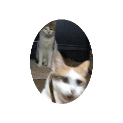 [LINEスタンプ] 家の猫ズ@独特セット