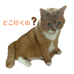 [LINEスタンプ] ぽっちゃりマンチカン