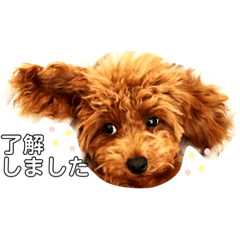 [LINEスタンプ] トイプー＆チワワ//犬の挨拶スタンプ