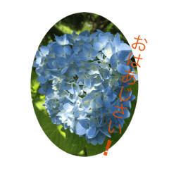 [LINEスタンプ] アジサイ(花のスタンプ②)