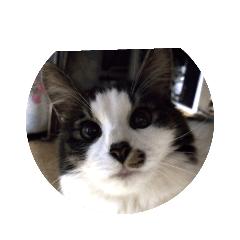 [LINEスタンプ] 家の猫ズ@可愛いセット