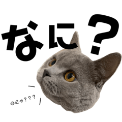 [LINEスタンプ] しらすたんぷ。