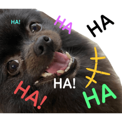 [LINEスタンプ] 黒ポメクロ君 日常使えるスタンプ